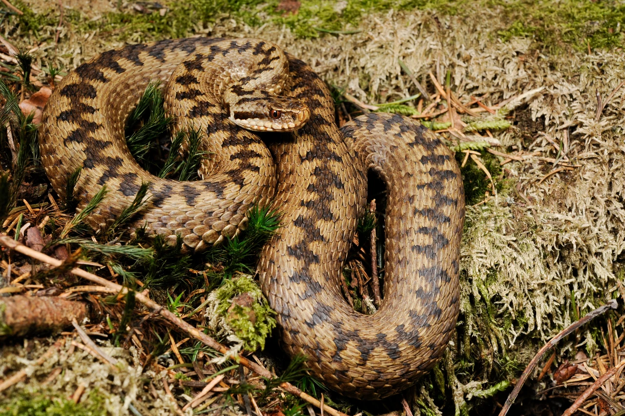 Vipera ammodytes