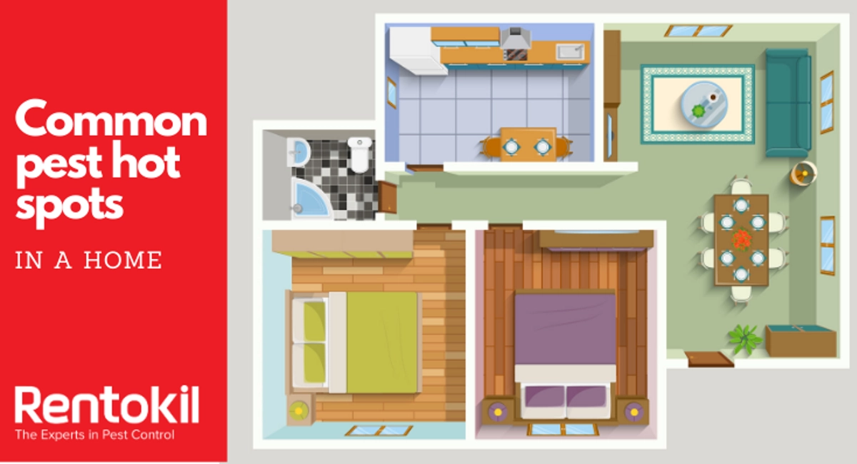 Common pest hotspots