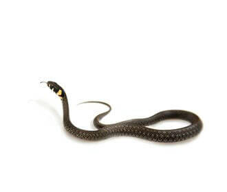 Natrix natrix