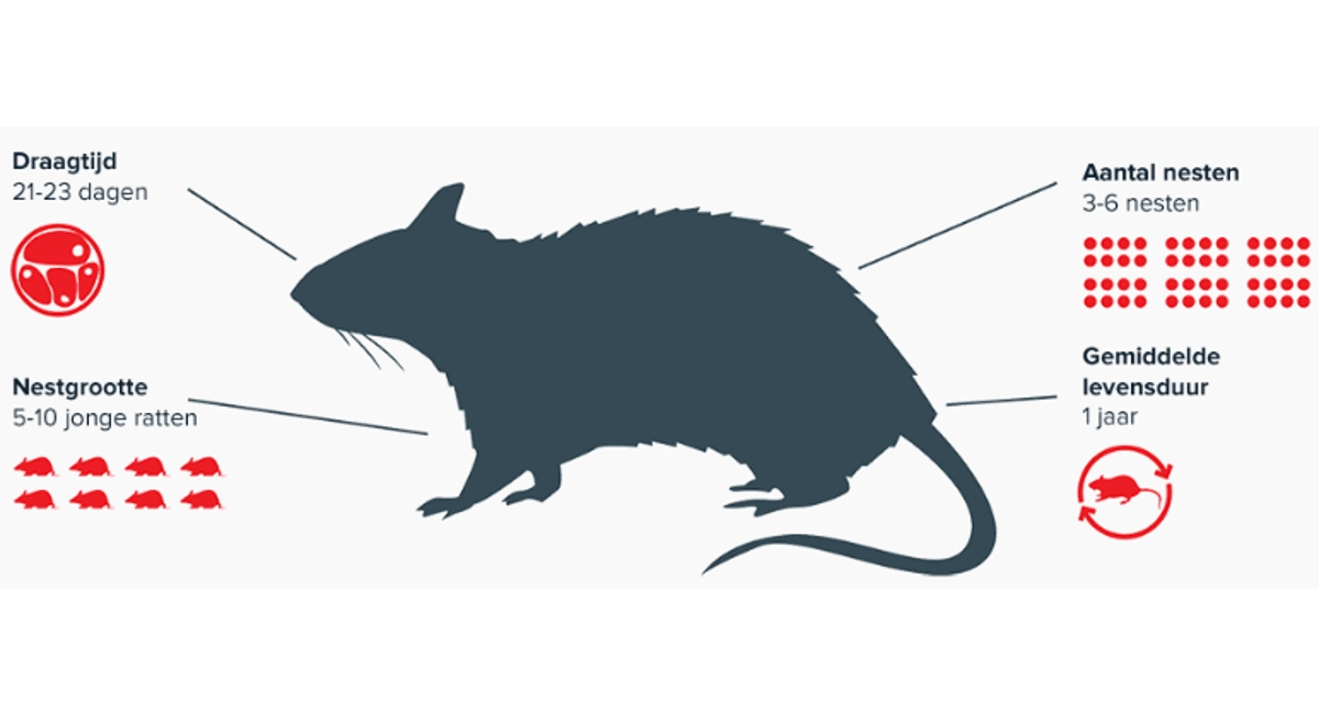 Voortplanting ratten