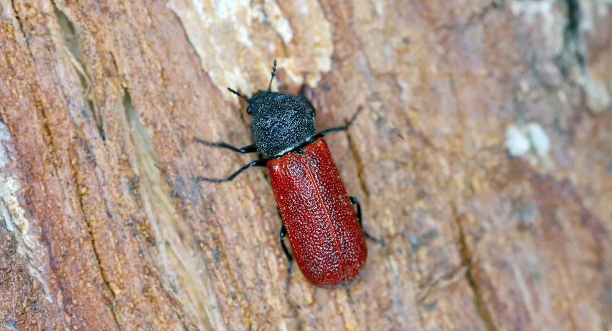 Capuchin Beetle