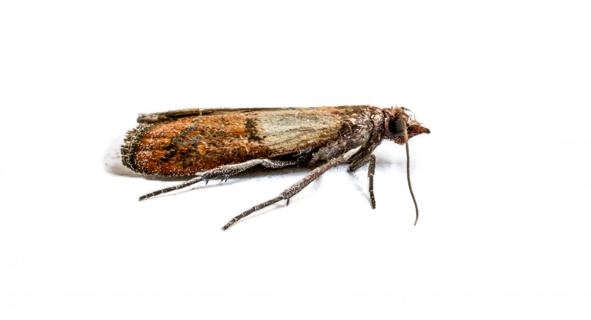 Plodia interpunctella