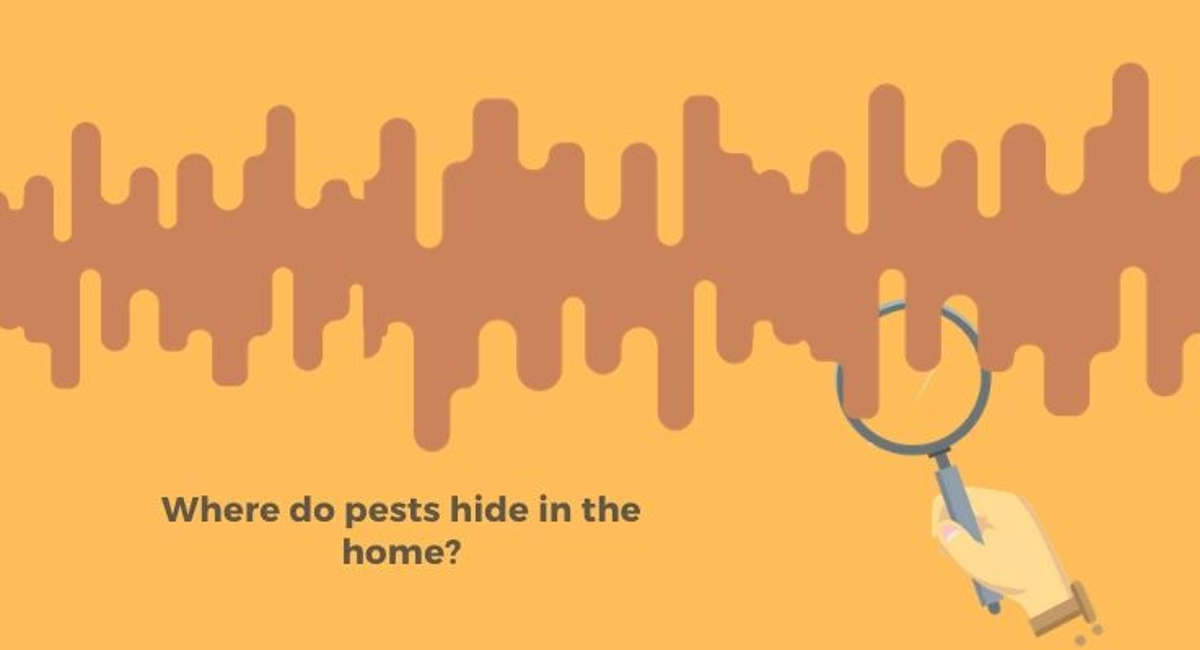 Debugged Blog 10 Organising Tips For A Pest Free Home Where Do Pests Hide