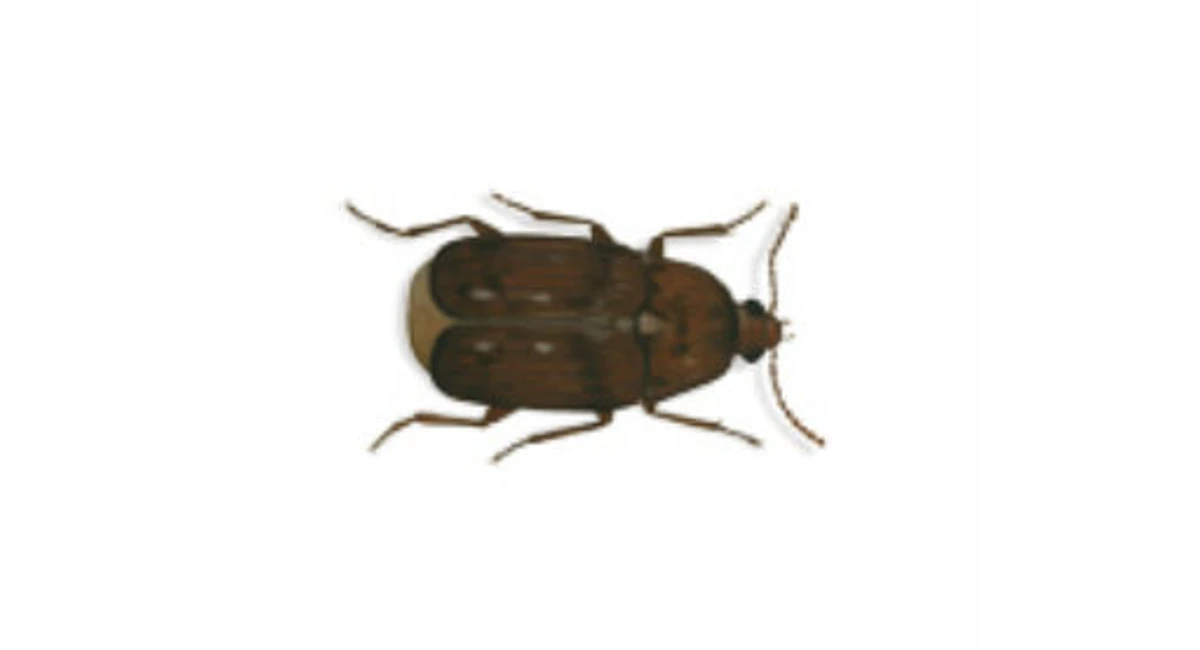 Bruchus quadrimaculatus