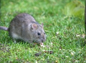 Professionele bestrijding van ratten en muizen