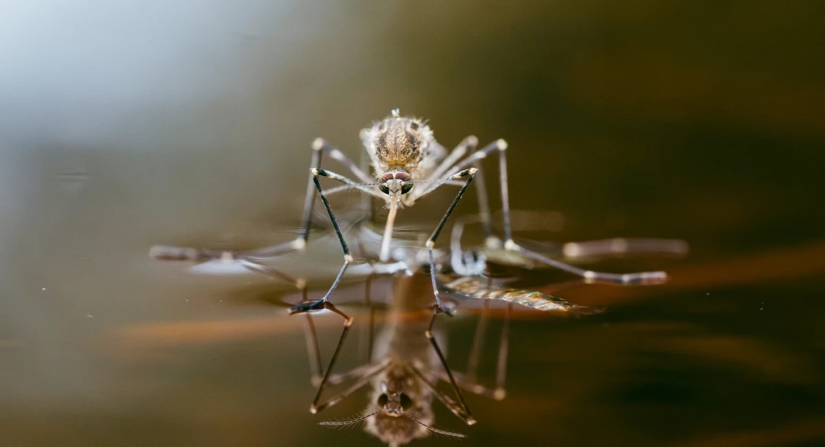 malaria