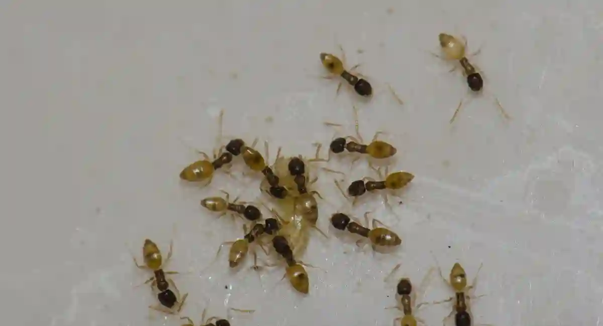 Haamumuurahainen, ghost ant