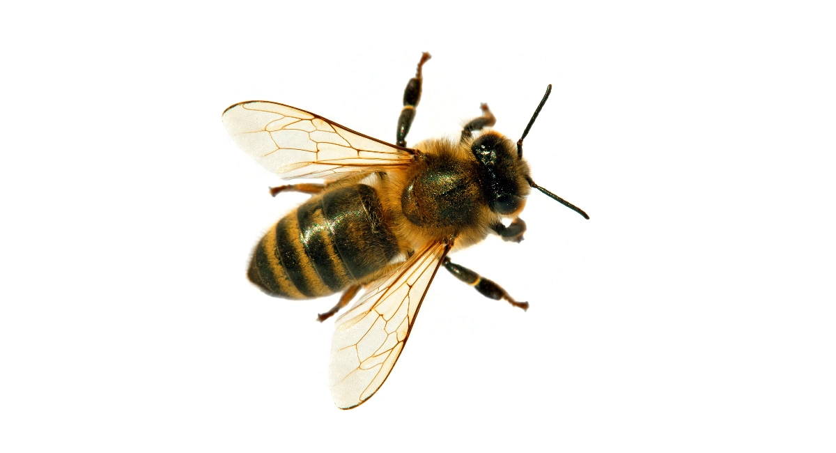 Honey bee