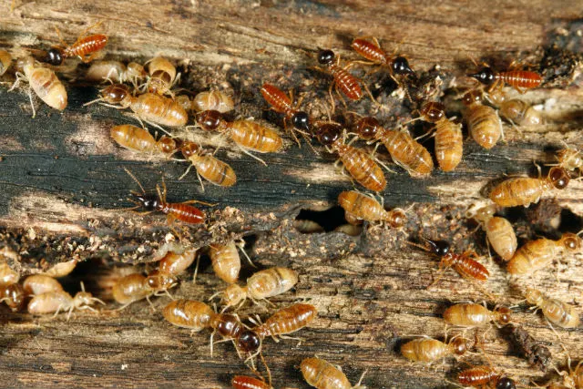 signs of termite