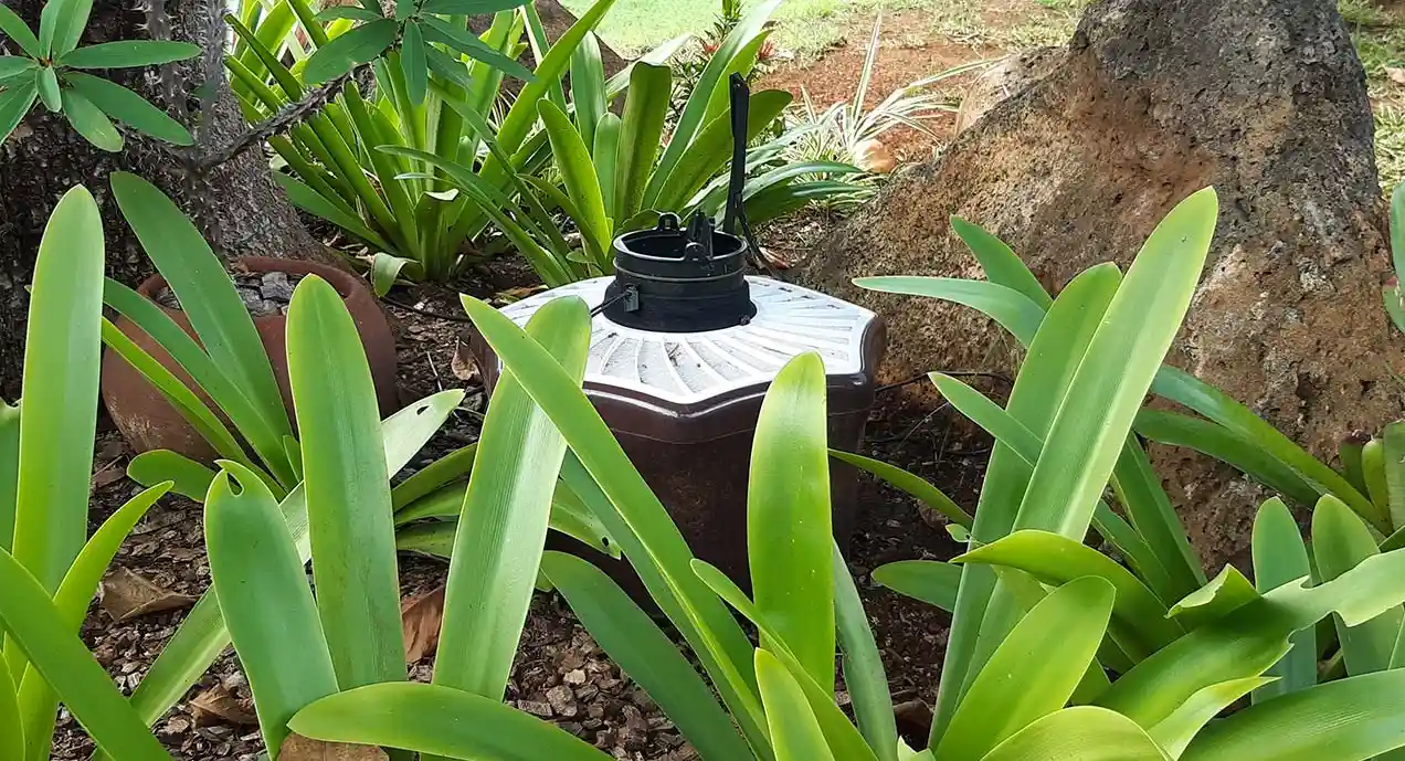 mosquitaire