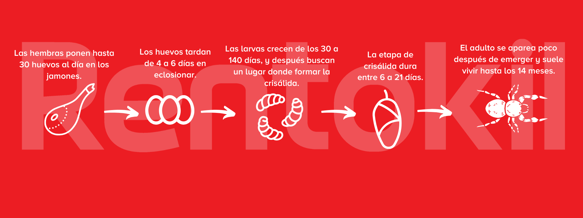 ciclo de vida de la necrobia