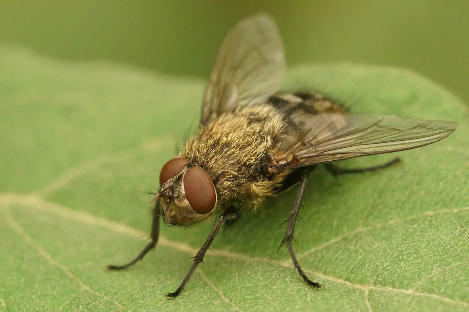 Close Up hairy Fly