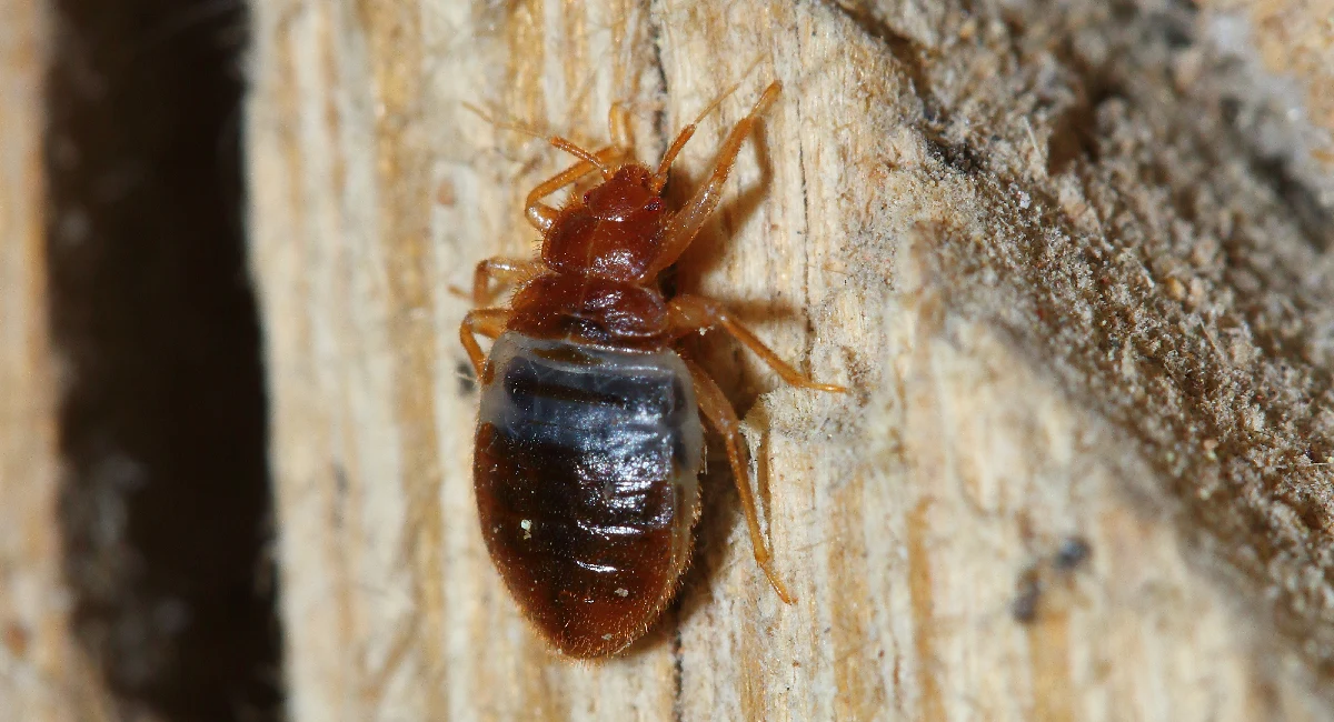 Cimex Pipistrelli European Bed Bug