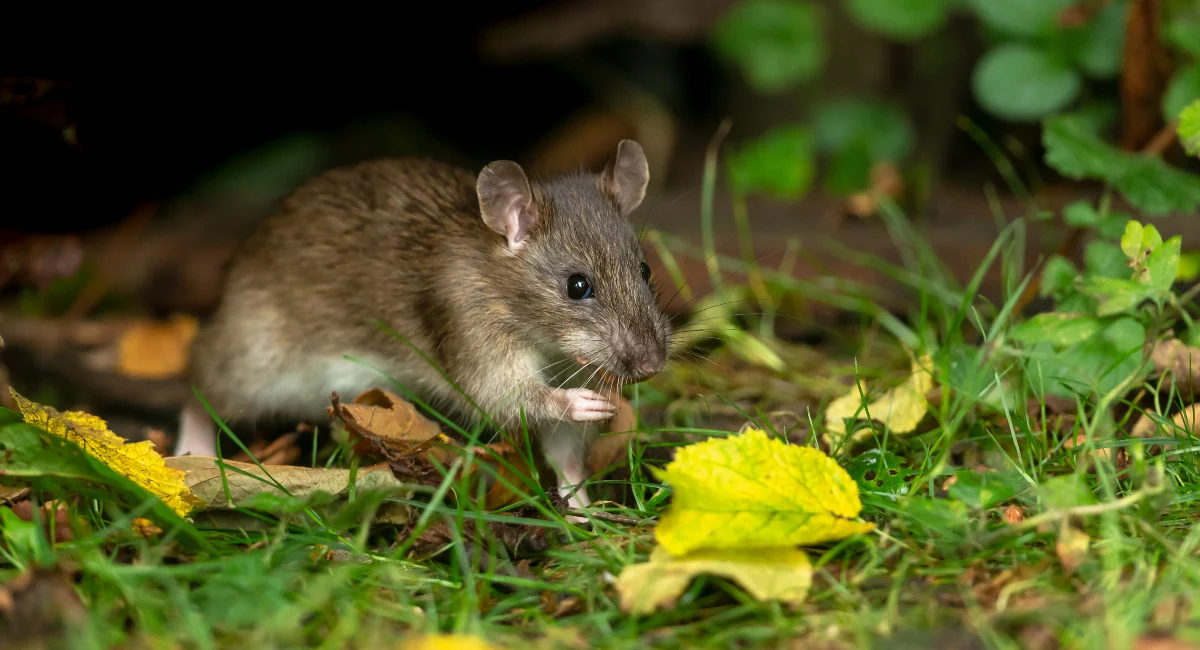 Rato