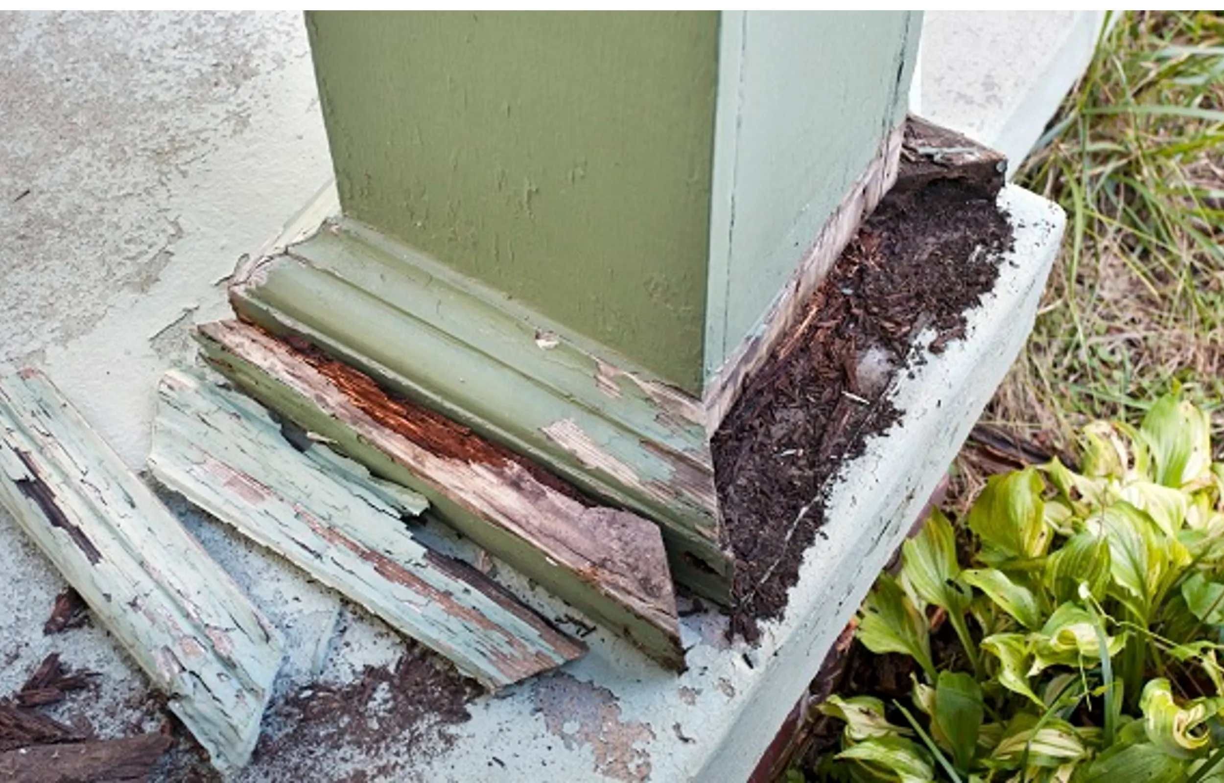 Termite damage