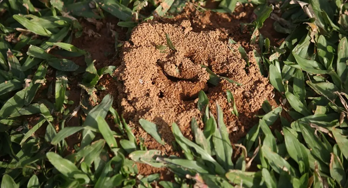 Ant