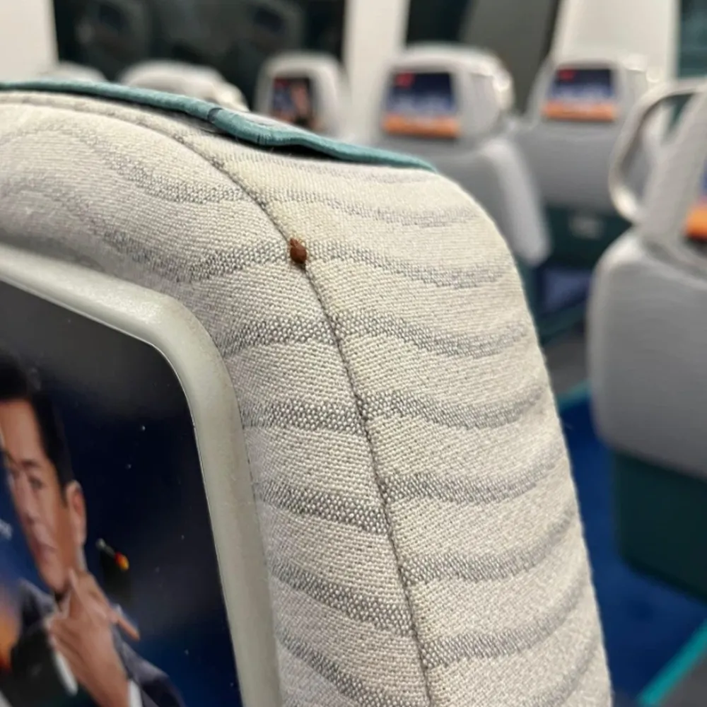 Hongkong bedbug