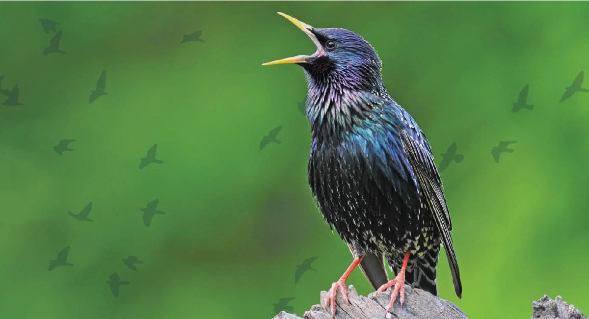 Can you hear birds