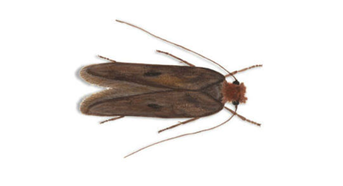 Case-bearing clothes moth