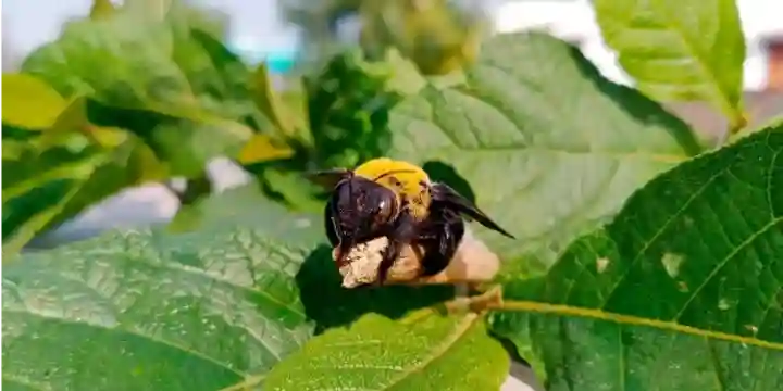 Xylocopa virginica