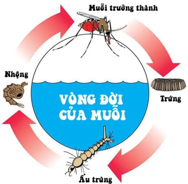 Mosquito Life Cycle