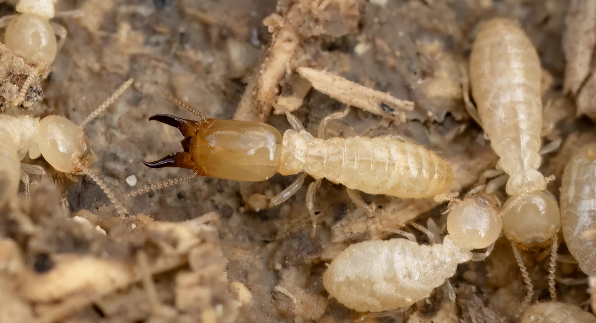 Subterranean termites crawling around