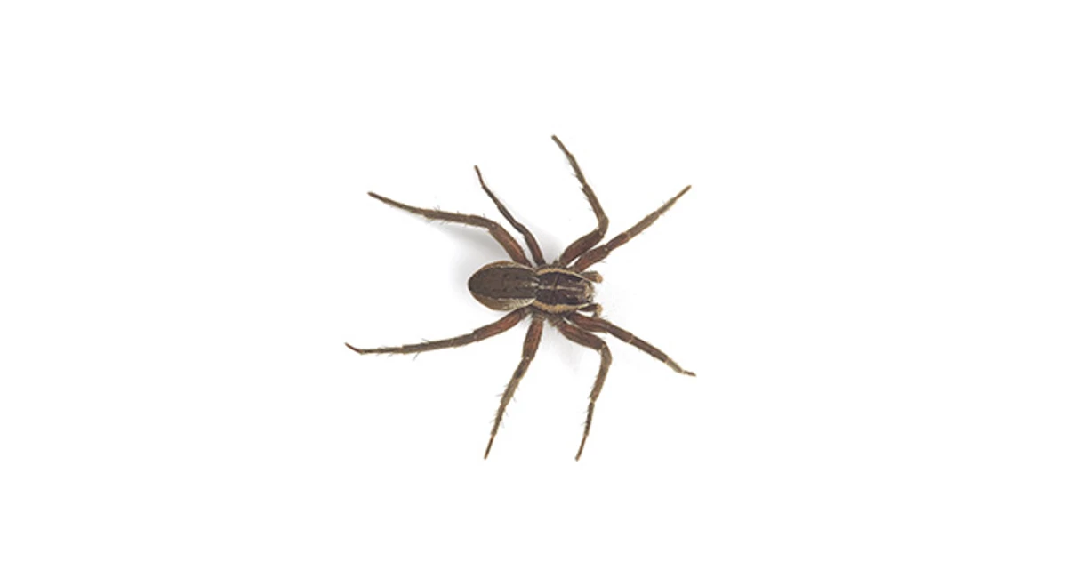 NurseryWeb spider