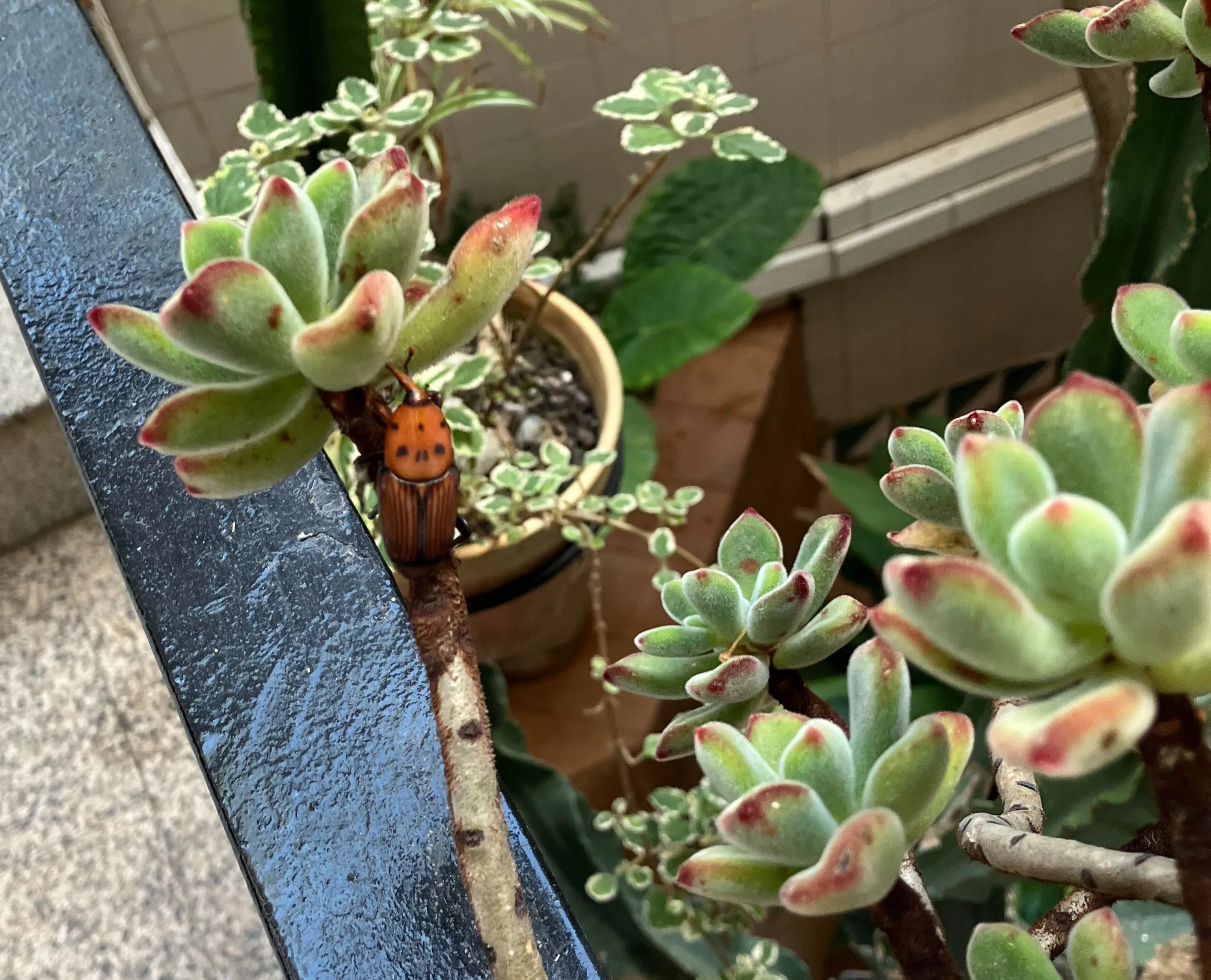 imagen de un picudo en una planta