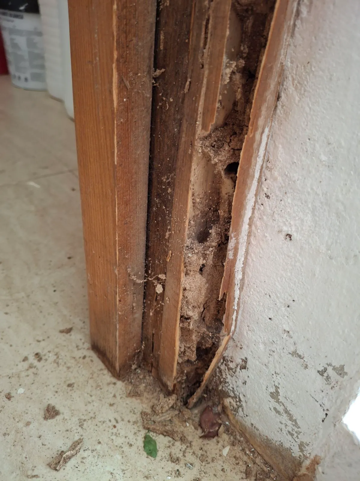 el impacto de las termitas en una casa