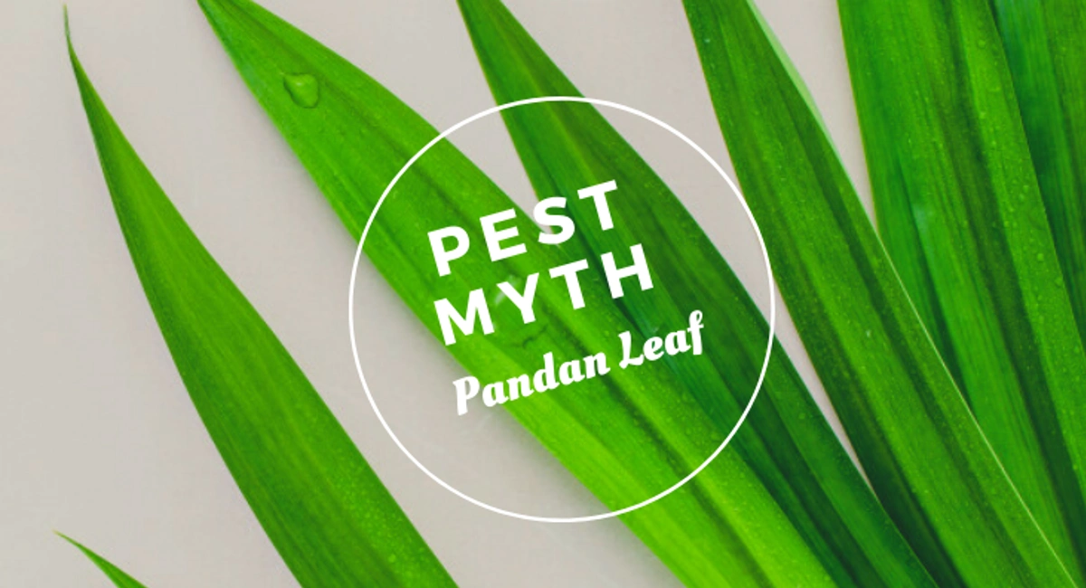 Pandan leaf pest myths
