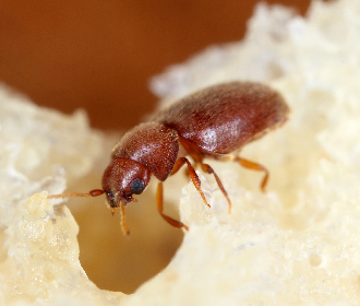 Cigarette Beetle