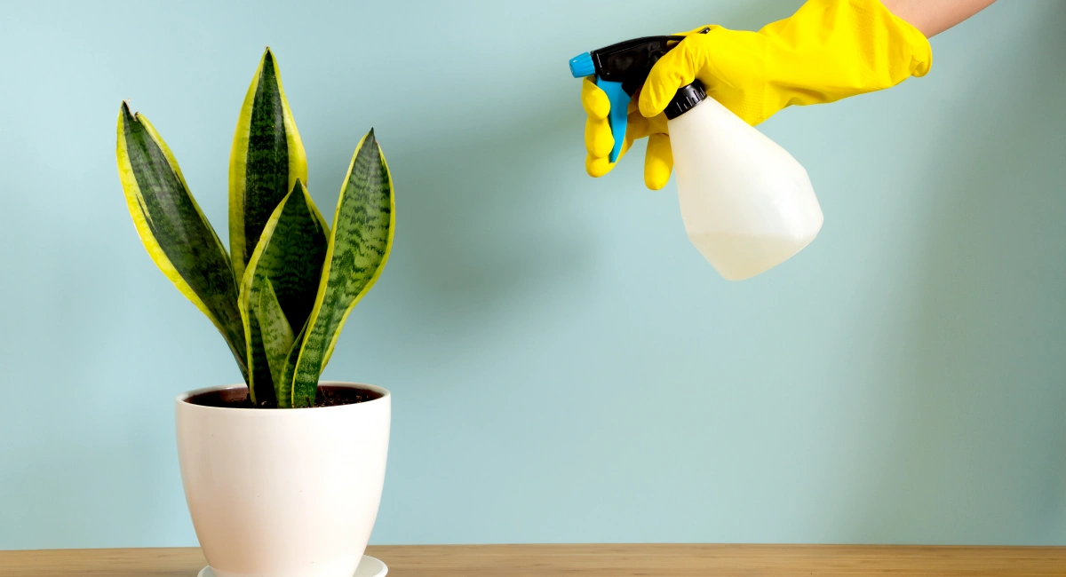 Spraying