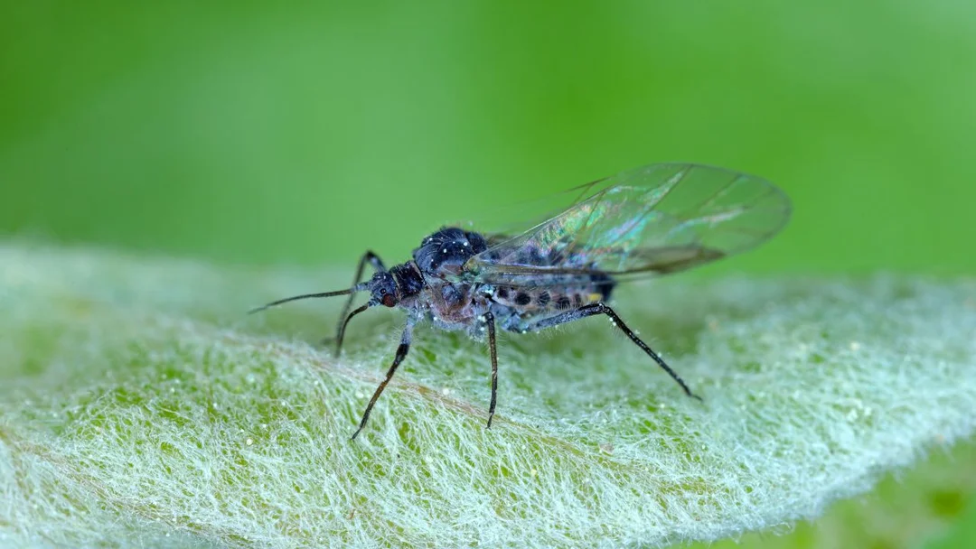 Winged Aphids