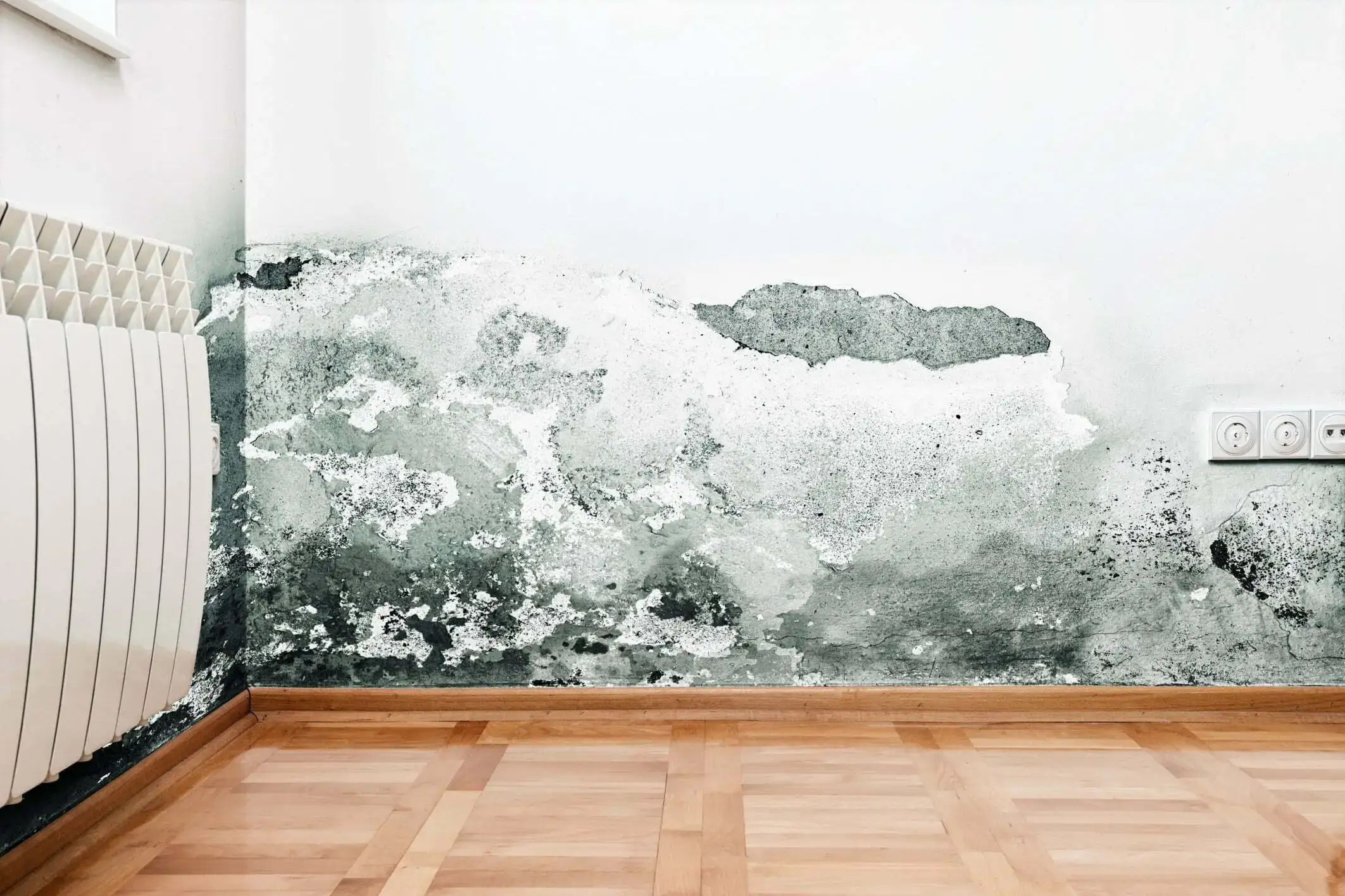 pet may get irritation exposed to mould 