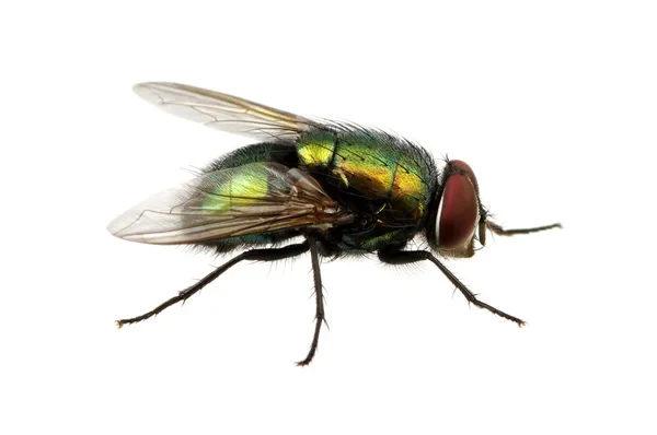Mosca verde della carne