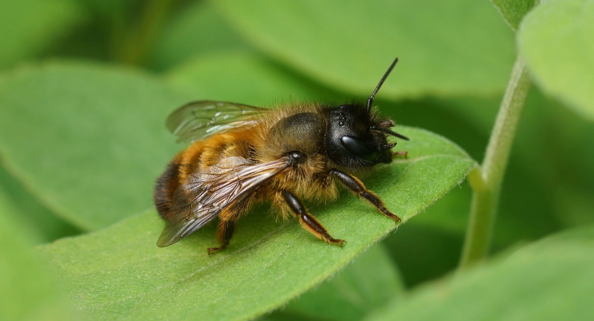 Osmia rufa