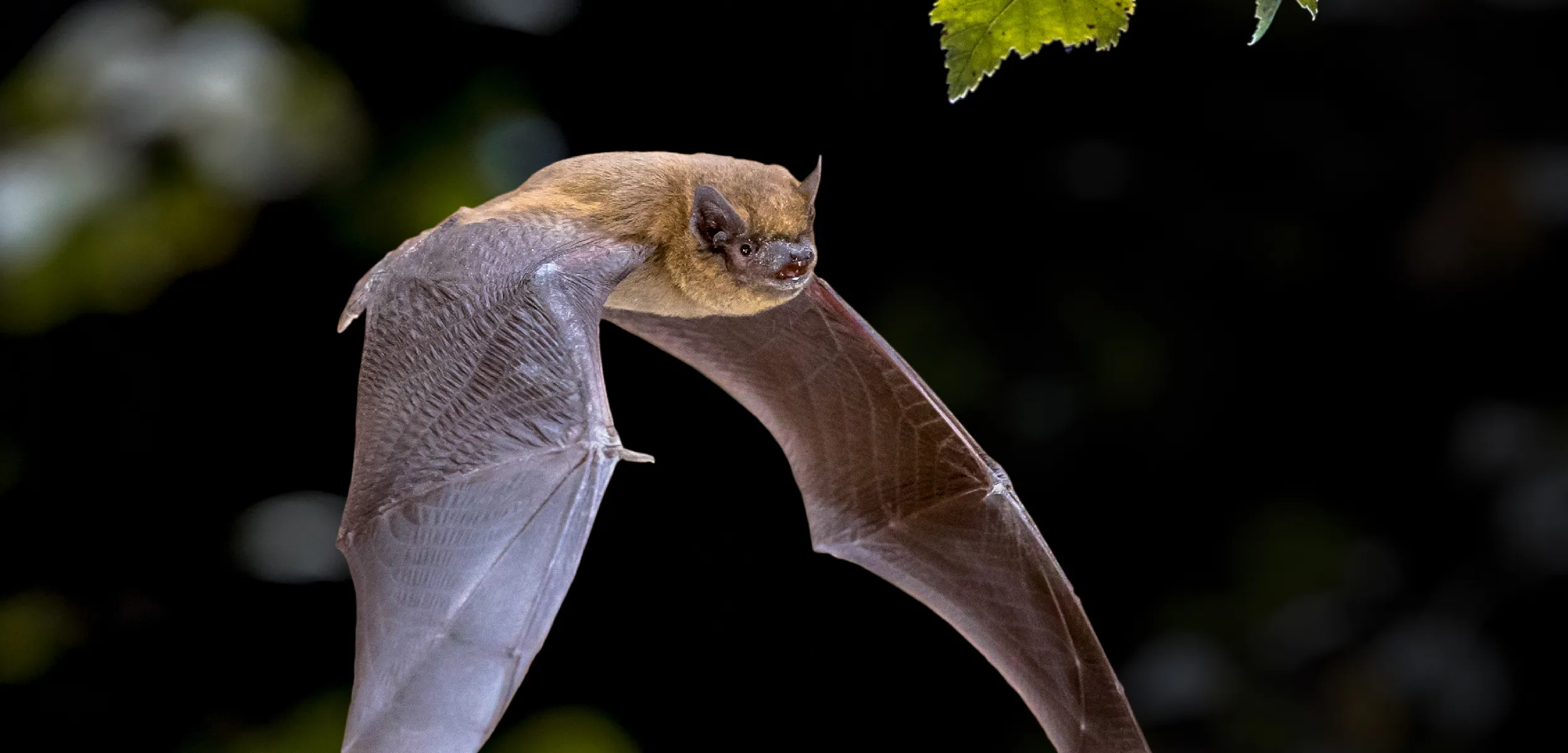 les chauves-souris 