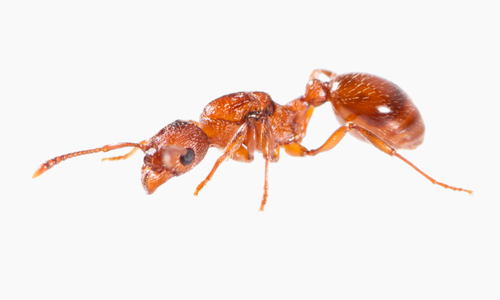 Formica rossa