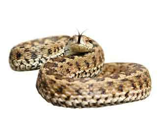 Vipera comune