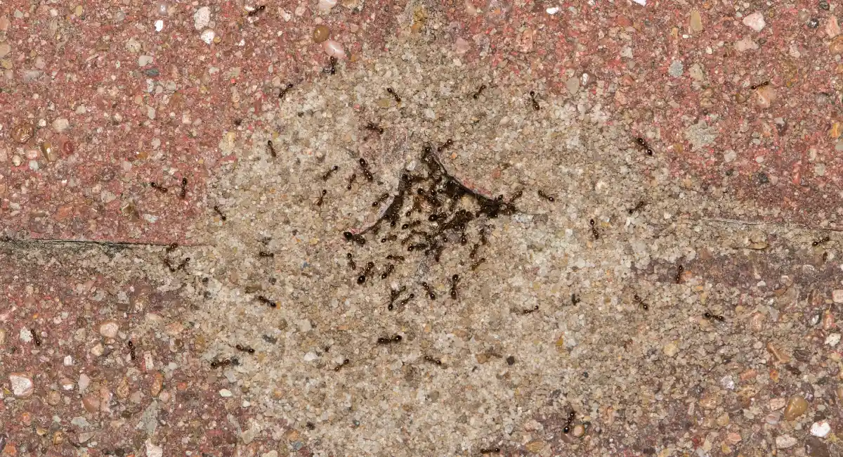 kleine Erdhügel auf der Terrasse können auf Ameisenbefall deuten