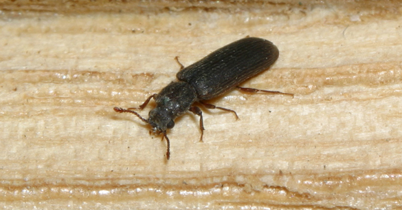 Lyctus brunneus