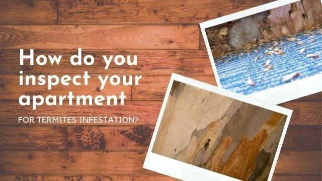 Sign of termite