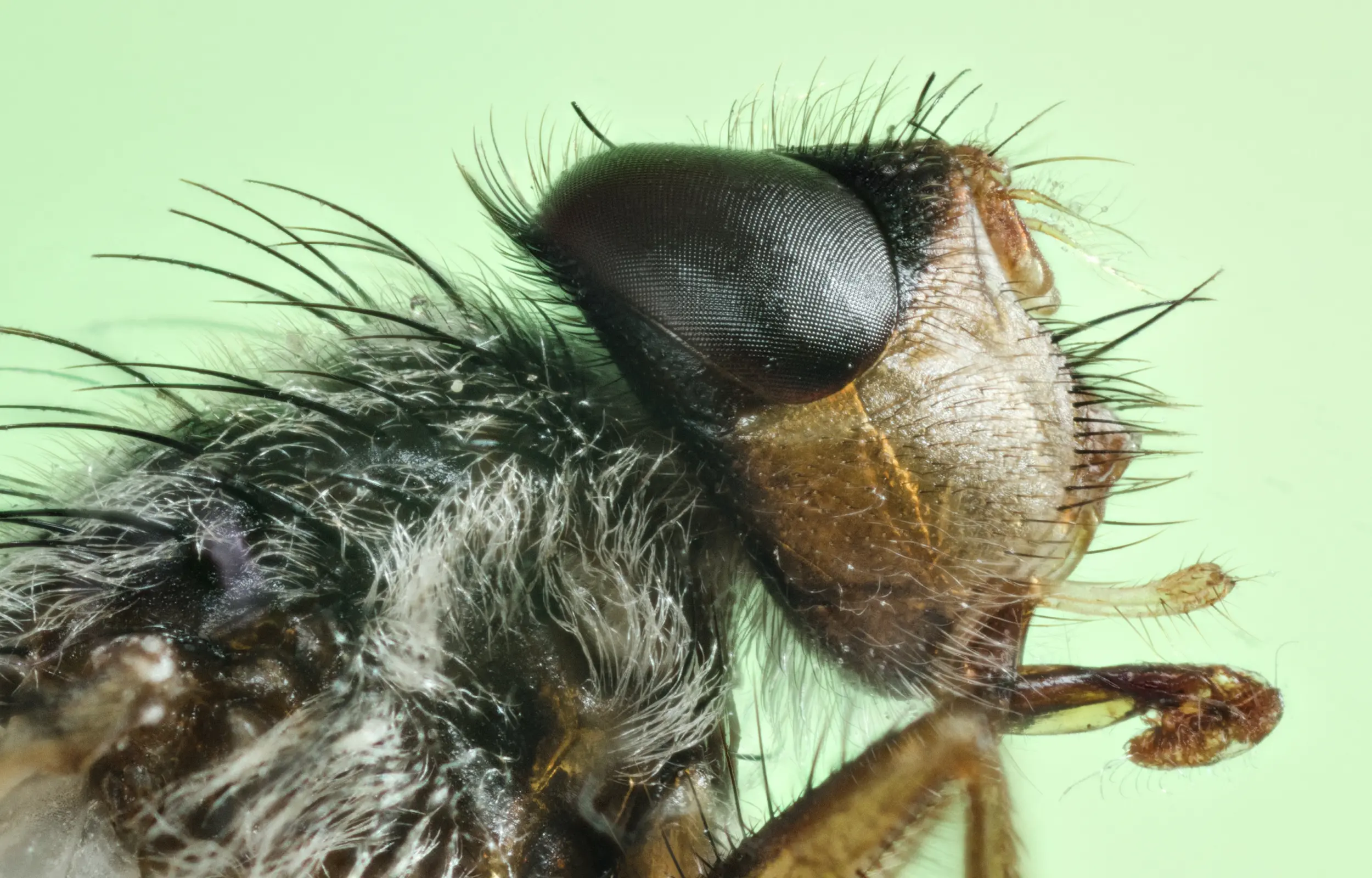 mosca