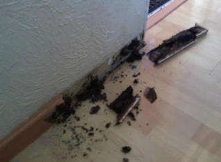 Termite damages wood