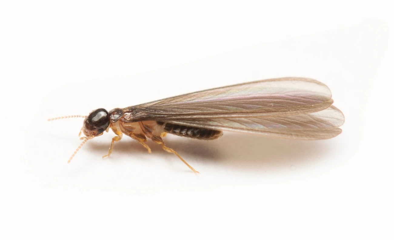 termite alata