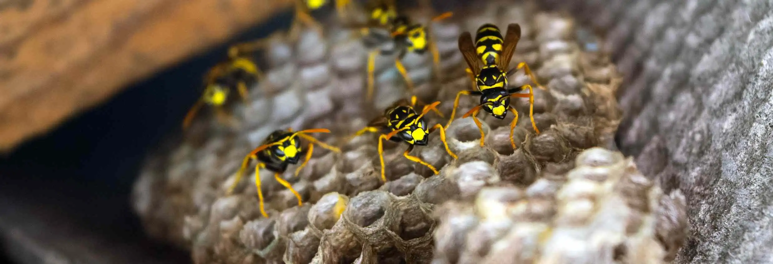Wist je dat: een wespennest uit wel 5.000 wespen kan bestaan?