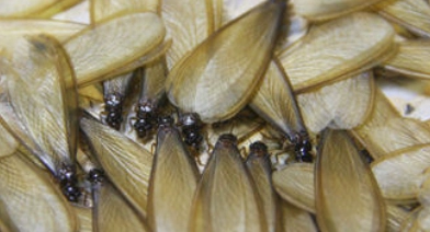 Flying termites