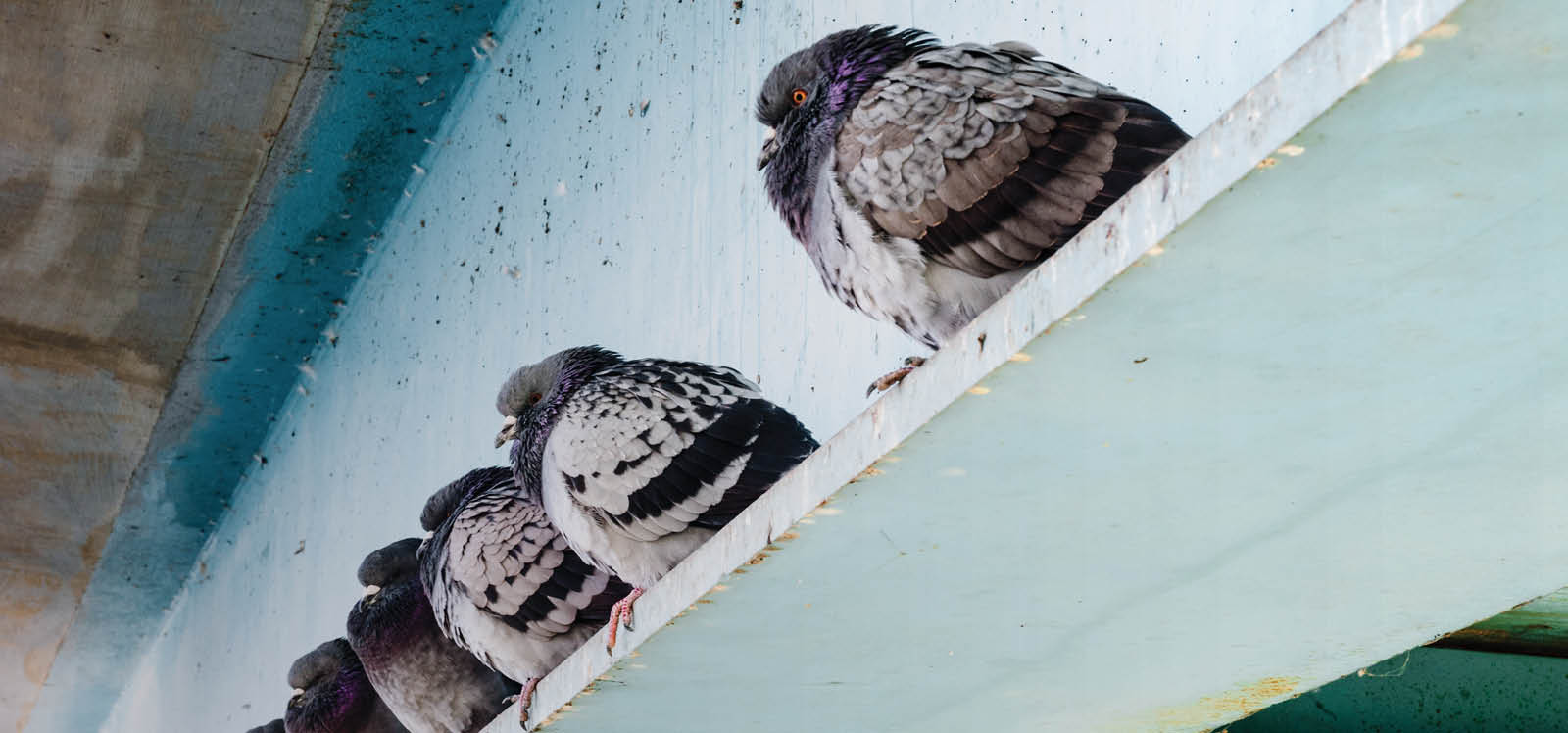 Infestação de Aves