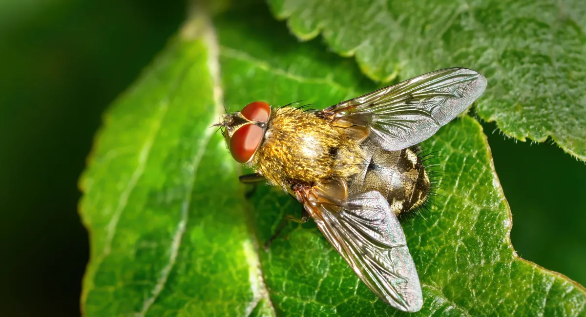 Pollenia rudis