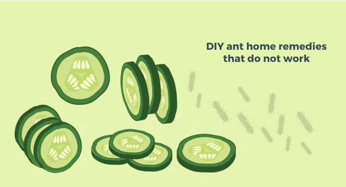Debugged Blog Seven Facts We Did Not Know bout Ants DIY Ants Home Remedies